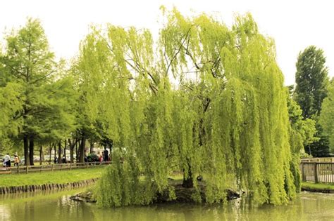 How To Care For A Weeping Willow Tree Hunker
