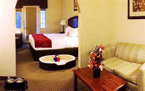 pet friendly comfort suites hotel golden  evergreen