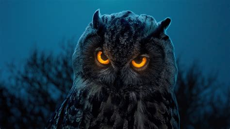 1600x900 owl glowing eyes 1600x900 resolution hd 4k wallpapers images