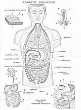 Digestivo Aparato Armar Recortar Lamina Colorea Aparatos Dijestivo Material Anatomía sketch template