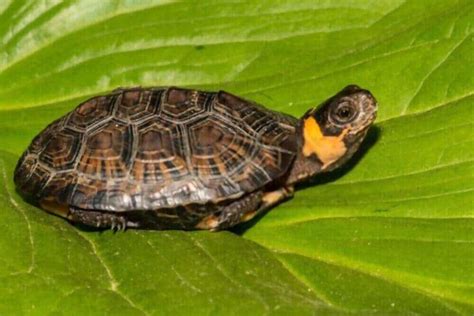 popular small pet turtles  stay small aquaristland