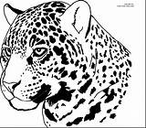 Jaguar Coloring Pages Color Outline Printable Jaguars Drawing Cheetah Face Head Animal Jacksonville Car Drawings Big Line Stencil Kids Own sketch template