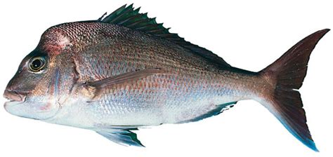 snapper department  agriculture  fisheries queensland