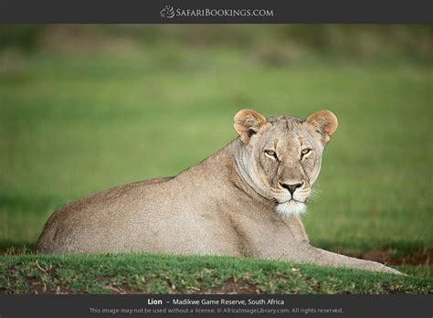 madikwe wildlife  images pictures  madikwe game reserve