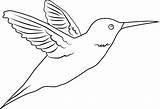 Hummingbird Coloring Outline Clip Simple Template Line Pages Sketch Templates Sweetclipart sketch template