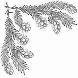 Pine Corner Cone Clipart Tree Upper Drawing Branch Line Left Christmas Etc Letter Motif Gif sketch template