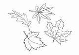 Ausmalen Herbstblätter Ausmalbild Vorlage Herbstbilder Herbstliche Blaetter Vorlagen Malbilder Jahreszeiten Verschiedene sketch template