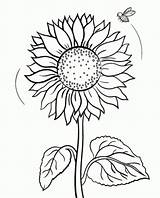 Coloring Sunflower 8kb sketch template