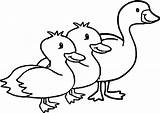 Boyama Duck Angsa Goose Mewarnai Hayvan Sayfasi Tane Sayfalari Marimewarnai Paud Kumpulan Tk sketch template