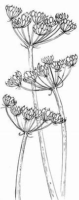 Heads Blumen Sketch Fennel Flowers Malvorlagen Botanical Parsley Zeichnung Zeichnungen Alison Aquarell Fleur Pods Skizzenbuch Abstrakt Acryl Carnet Tekenen Handgezeichnete sketch template