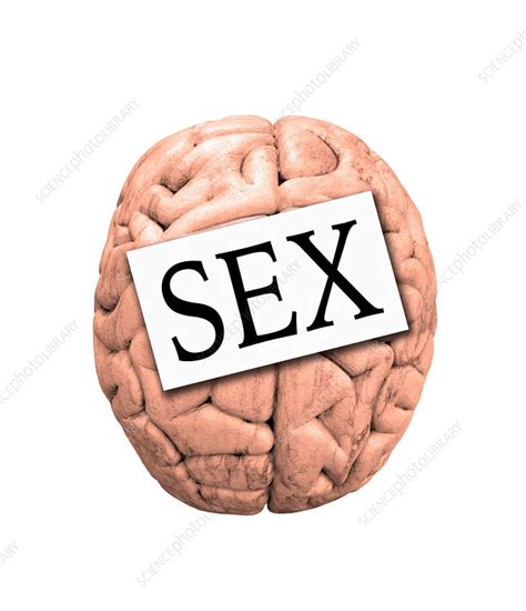 Sex On The Brain Stock Image F011 7541 Science Photo