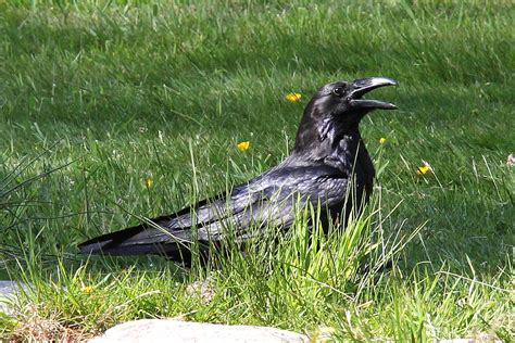 Hiding In The Grass Raven Ready For The Next Crow Swoop