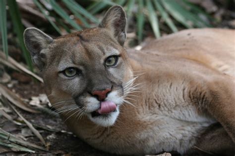 1000 Images About Cougars On Pinterest Yellow Eyes