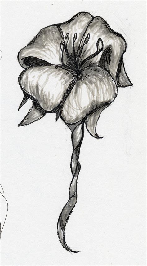 flower sketch  kimiko takahashi tan  deviantart