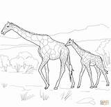 Coloring Giraffe Baby Pages Mother Drawing Animals Realistic Adults Mom Printable Moms Color Easy Cute Face Supercoloring Coloringbay Print Giraffes sketch template