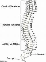 Vertebrae Spinal Cord Human Spine Diagram Anatomy Labeled Drawing Body Thoracic Printable Column Vertebral Diagrams Parts C1 Functions Its Skeleton sketch template