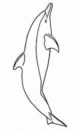 Dolphin Dauphins Deux Associés Thèmes sketch template