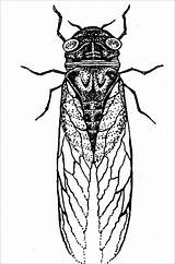 Cicada Coloring Pages Print Coloringbay sketch template
