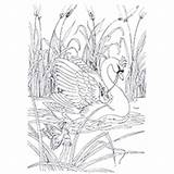 Swan Coloring Trumpeter Designlooter 230px 04kb sketch template