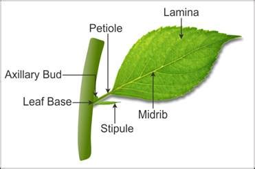 draw   labelled diagram   typical leaf nnzjv