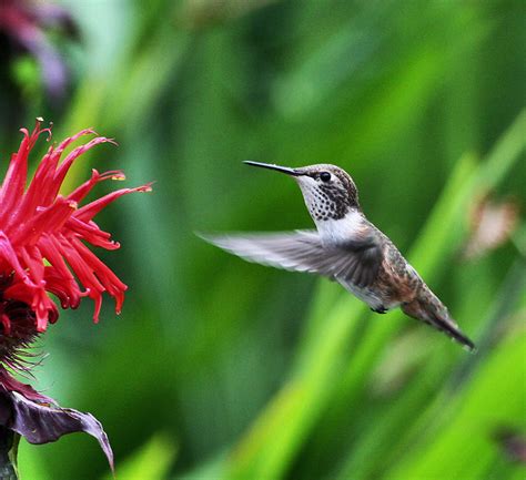 bee hummingbird facts habitat diet life cycle baby pictures