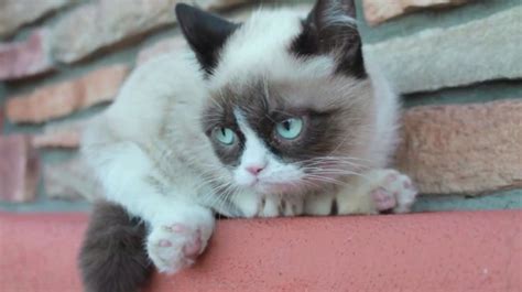 cute grumpy cat