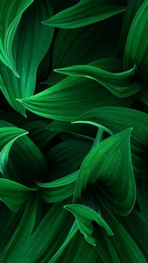 Wallpaper | Dark green aesthetic, Leaves wallpaper iphone, Green aesthetic