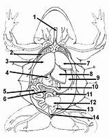 Frog Anatomy Worksheet Coloring Dissection Lab Biologycorner Simple sketch template