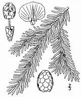 Hemlock Drawing Eastern Tree Tsuga Canadensis Line Pine Look Does Getdrawings Leaves Cone Cones Needles Northern Drawings Wikipedia Britton Brown sketch template