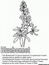 Bluebonnet Bonnets Sketch Effortfulg Kidzone sketch template