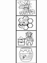 Abejas Abeja Miel Infantil Miele Infanzia Secuencias Temporales Biene Niños Ape Escolares Bal Maestra Ciencias Educacion Secuencia Loycarecursos Basteln História sketch template