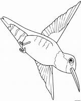 Coloriage Oiseau Colibri Dessin Imprimer sketch template