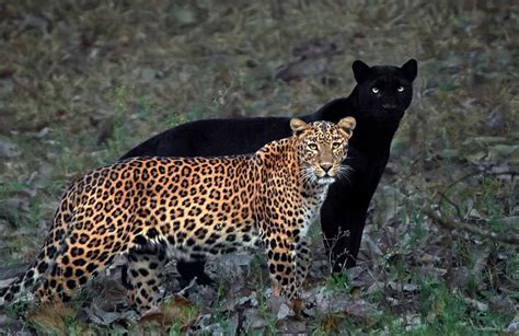 fotograaf maakte unieke foto van een luipaard en zwarte panter fhm