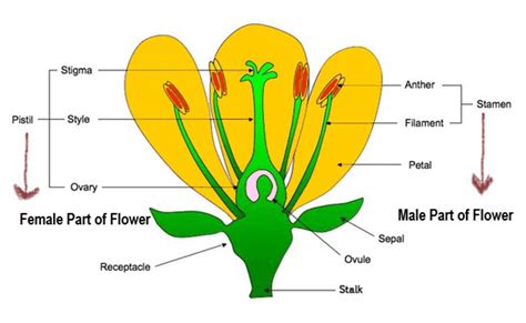 male  female parts   flower