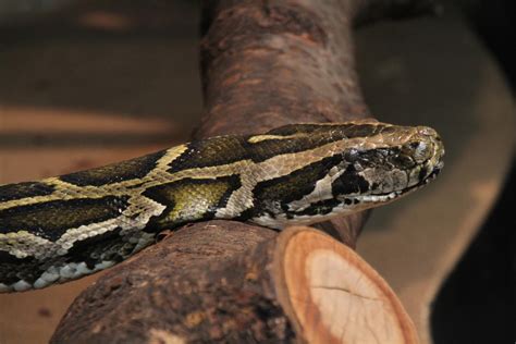 tigerpython python molurus   im reptilienhaus