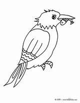 Pescador Kingfisher Eisvogel Ausmalen Aves Martim Hellokids Bird Drucken Línea sketch template