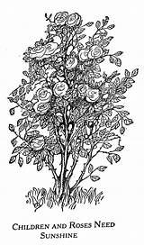 Rose Bush Drawing Drawings Pen Paintingvalley Inspiration sketch template