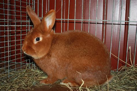 zealand red rabbits   rabbit breed
