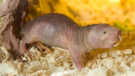 mole rat chat second naked mole rat live cam comes to