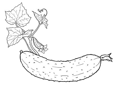cucumber coloring pages    print