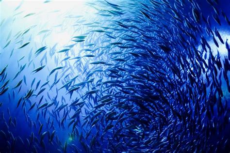 studi  populasi ikan  lautan dunia menurun drastis