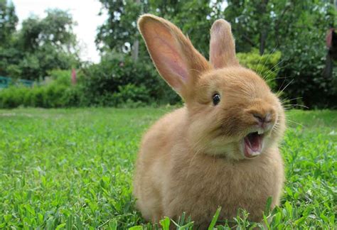 cutest rabbit breeds    pets
