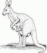 Kangaroo Coloring Aboriginal Pages Printable Animal Template sketch template