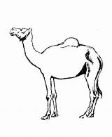Domestic Dromadaire Camels Animals Mammals Kameel Coloriages Bestcoloringpagesforkids Coloringhome sketch template