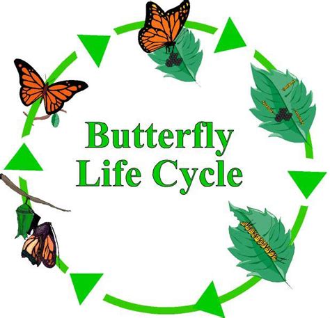 lifecycle   butterfly