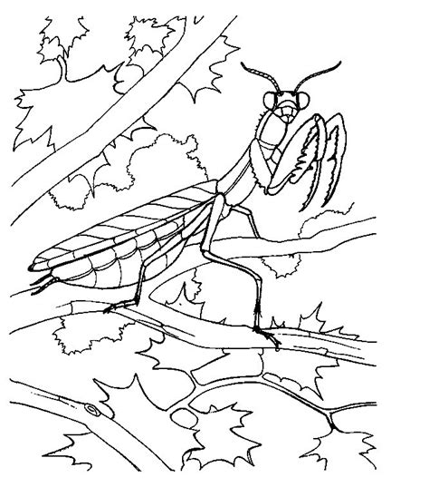 cute bug coloring pages images animal place