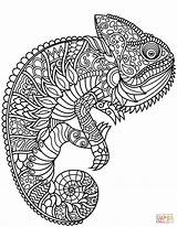 Coloring Zentangle Pages Chameleon Printable sketch template