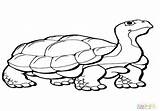 Coloring Tortoise Gopher Hare Getcolorings Pages Getdrawings sketch template