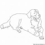 Bernese Mountain Dog Coloring Pages Color Dogs Template Getdrawings Printable Getcolorings sketch template