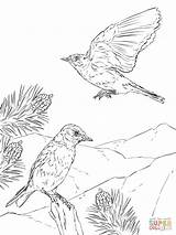 Coloring Bluebird Pages Mountain Woodland Eastern Drawing Printable Animals Creature Realistic Book Designlooter Drawings Comments Mountains Getdrawings Coloringhome 1200px 12kb sketch template